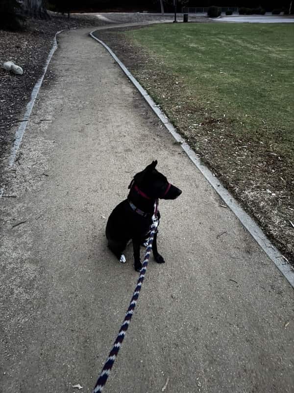 A picture of a black dog named Bowie sitting, taken on December 27 2024 at 6:43 am