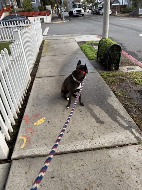 A picture of a black dog named Bowie sitting, taken on February 8 2025 at 6:52 am