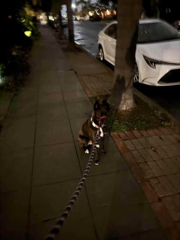 A picture of a black dog named Bowie sitting, taken on March 11 2025 at 6:10 am