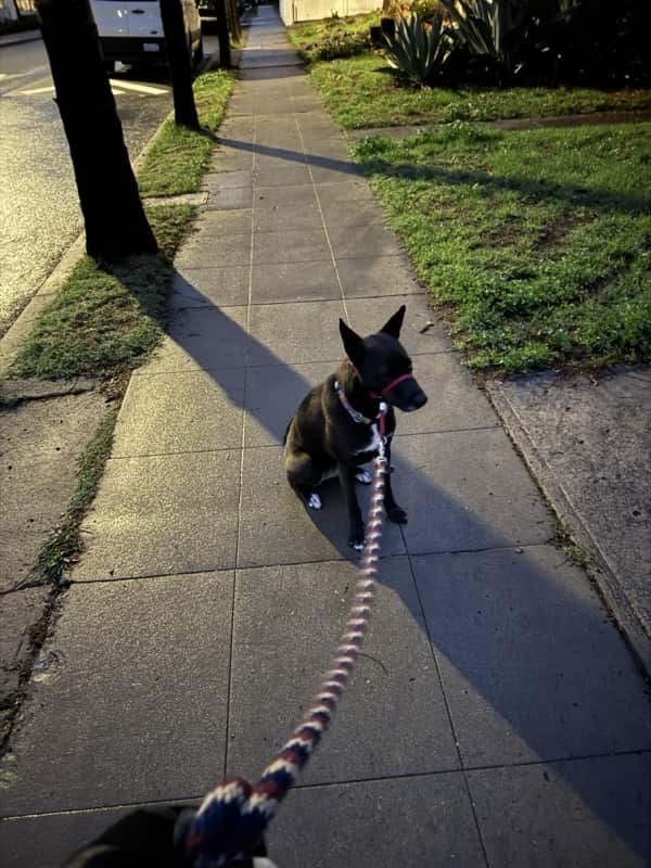 A picture of a black dog named Bowie sitting, taken on March 12 2025 at 6:34 am