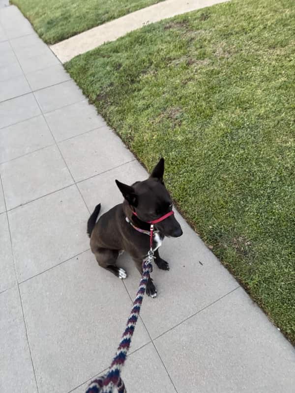 A picture of a black dog named Bowie sitting, taken on March 21 2025 at 6:40 am