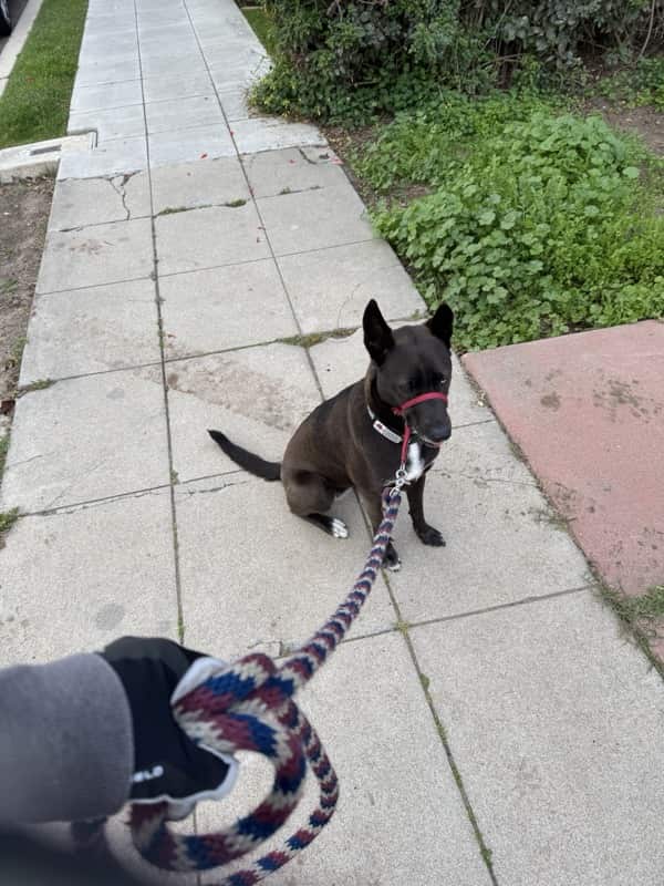 A picture of a black dog named Bowie sitting, taken on March 30 2025 at 7:21 am