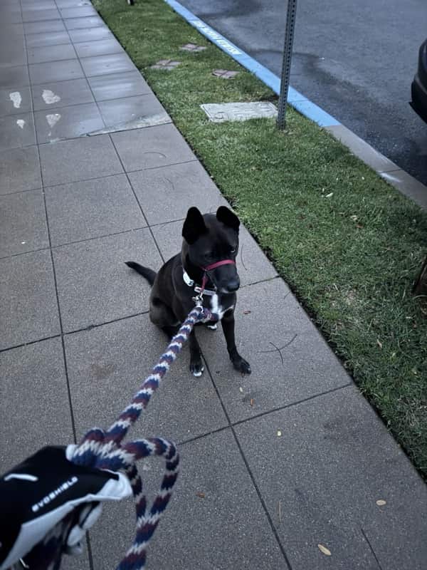 A picture of a black dog named Bowie sitting, taken on March 31 2025 at 6:21 am