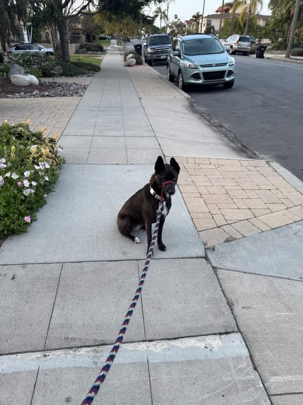 A picture of a black dog named Bowie sitting, taken on April 3 2025 at 6:40 am