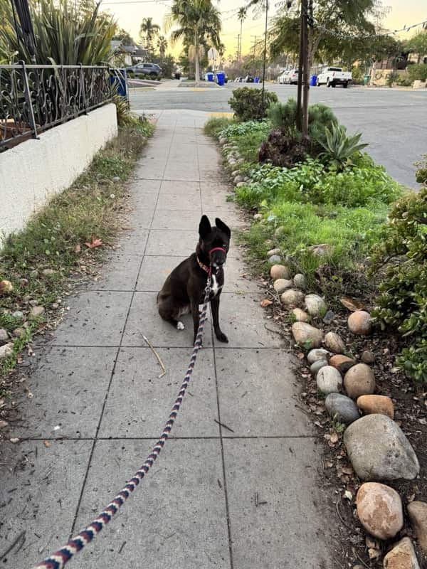 A picture of a black dog named Bowie sitting, taken on December 18 2025 at 6:48 am
