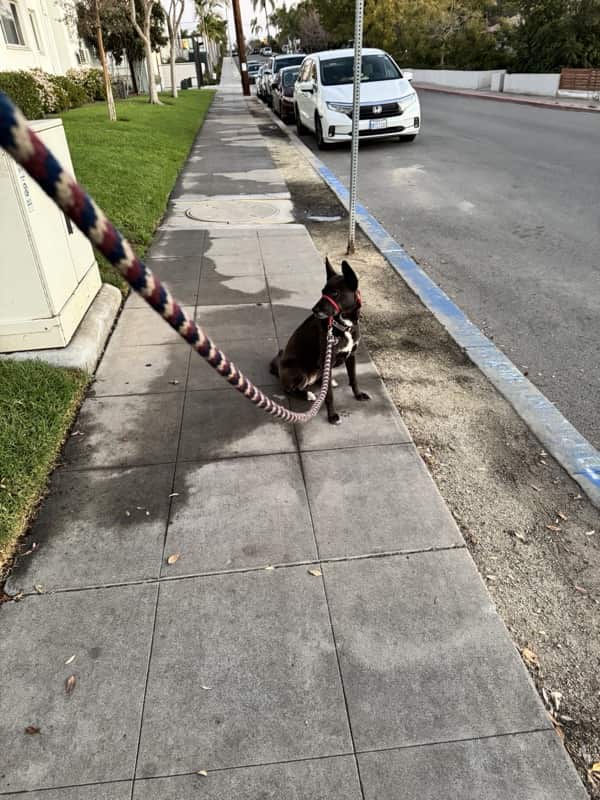 A picture of a black dog named Bowie sitting, taken on January 30 2026 at 6:33 am