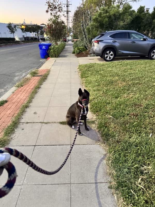 A picture of a black dog named Bowie sitting, taken on March 12 2026 at 6:46 am