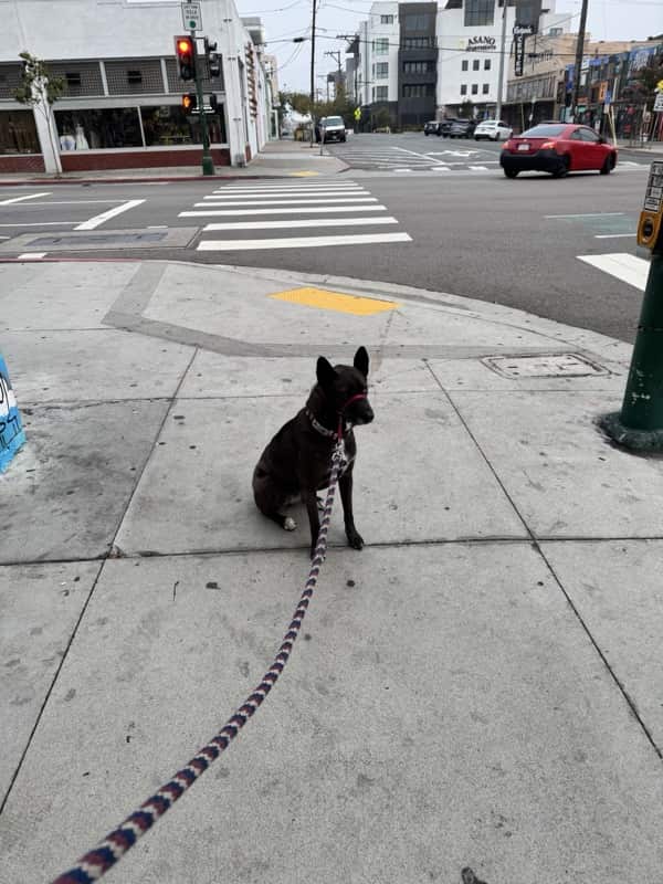 A picture of a black dog named Bowie sitting, taken on May 11 2026 at 6:24 am