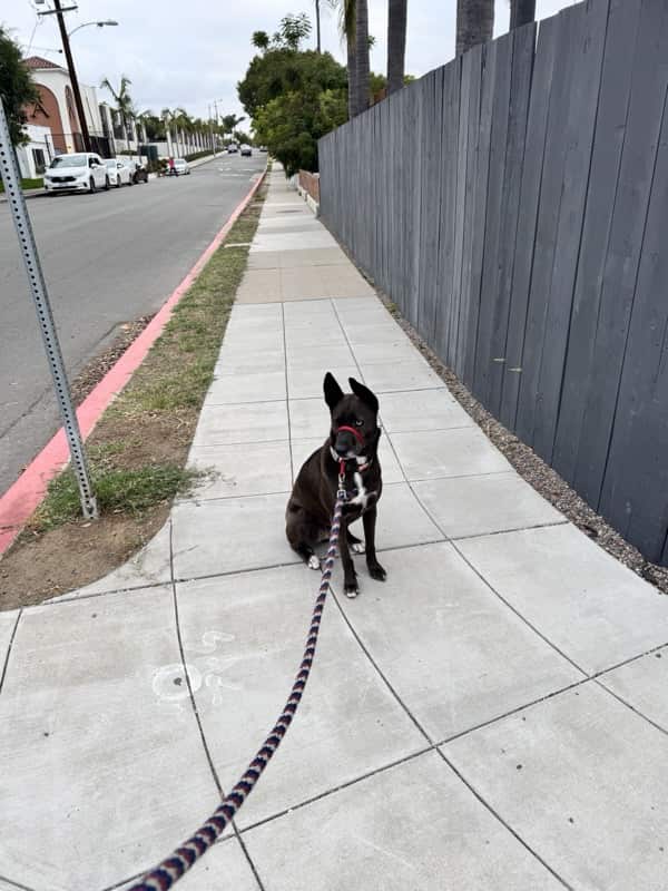 A picture of a black dog named Bowie sitting, taken on May 16 2026 at 6:23 am