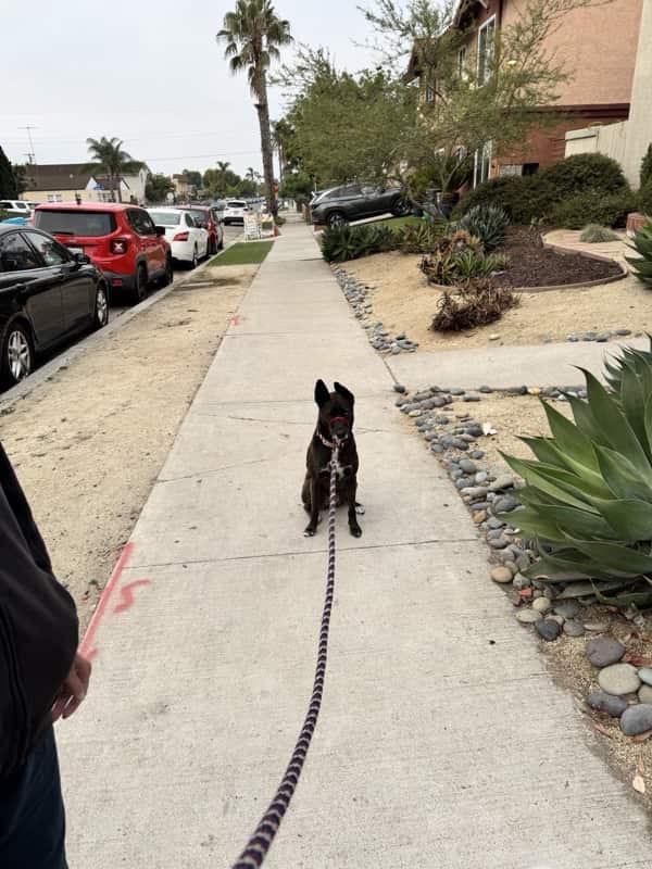 A picture of a black dog named Bowie sitting, taken on May 21 2026 at 6:19 am
