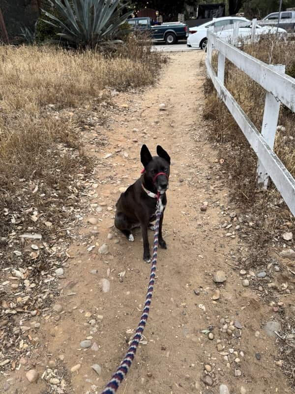 A picture of a black dog named Bowie sitting, taken on May 24 2026 at 6:51 am