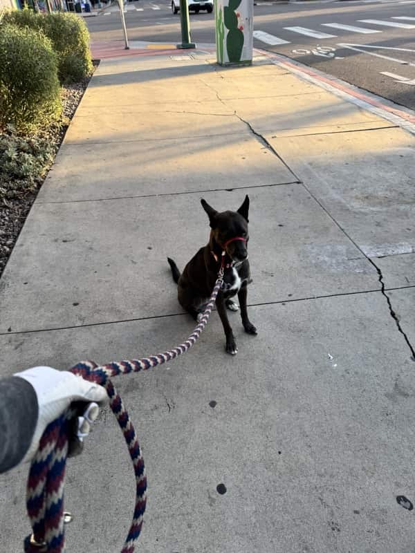 A picture of a black dog named Bowie sitting, taken on May 28 2026 at 6:23 am