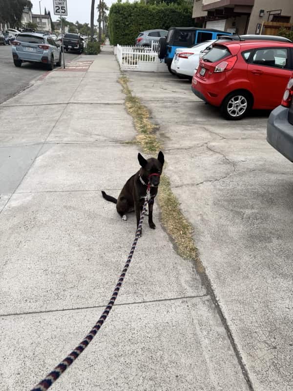 A picture of a black dog named Bowie sitting, taken on June 11 2026 at 6:19 am