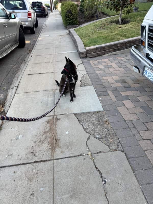 A picture of a black dog named Bowie sitting, taken on June 13 2026 at 6:42 am