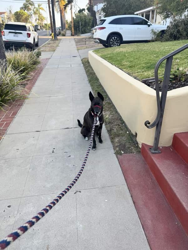 A picture of a black dog named Bowie sitting, taken on June 13 2026 at 6:45 am