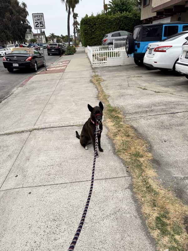 A picture of a black dog named Bowie sitting, taken on June 17 2026 at 6:24 am