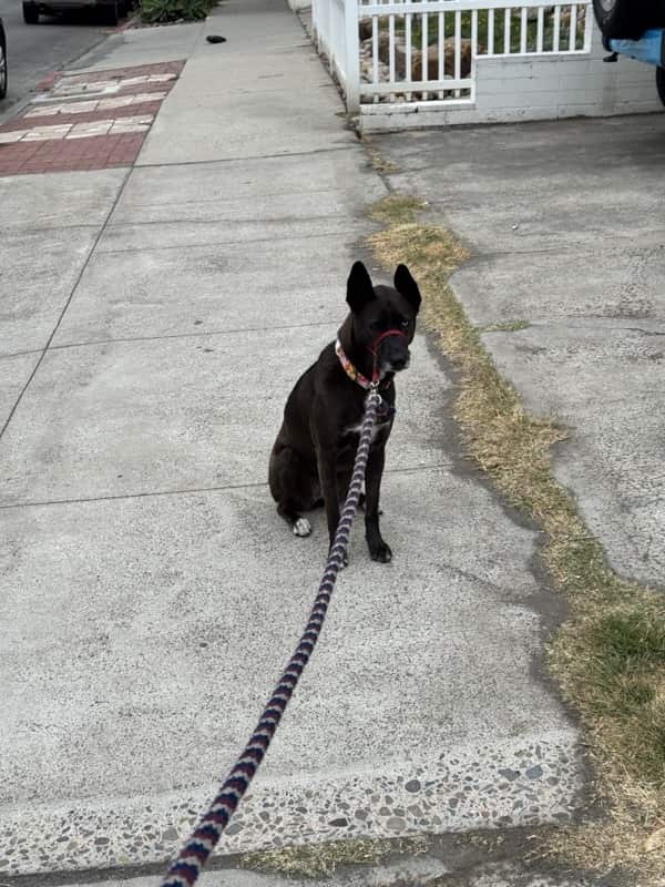 A picture of a black dog named Bowie sitting, taken on June 22 2026 at 6:13 am