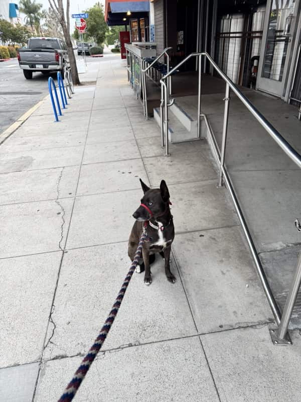 A picture of a black dog named Bowie sitting, taken on July 10 2026 at 6:23 am