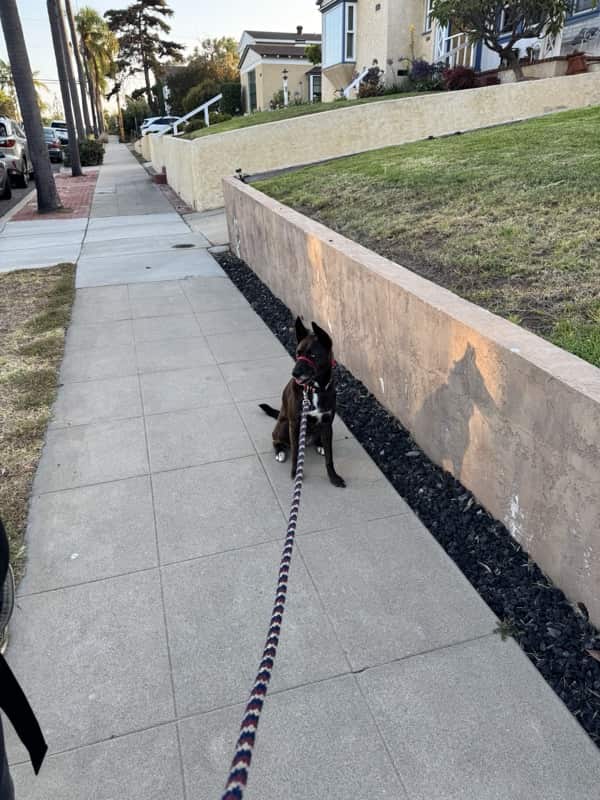 A picture of a black dog named Bowie sitting, taken on July 19 2026 at 6:40 am